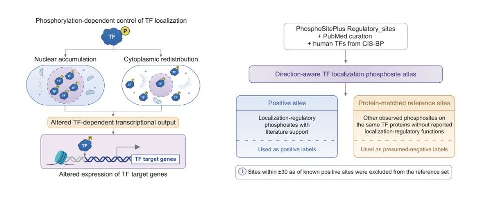 PhosLoc-Transport overview figure